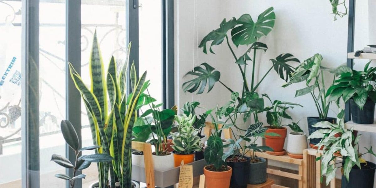 Ever Wondered Why So Many People Keep Snake Plants in Their Bedroom? The Reason Why is GENIUS