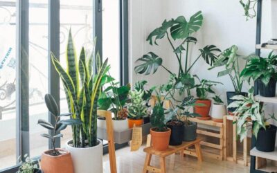 Ever Wondered Why So Many People Keep Snake Plants in Their Bedroom? The Reason Why is GENIUS