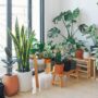 Ever Wondered Why So Many People Keep Snake Plants in Their Bedroom? The Reason Why is GENIUS