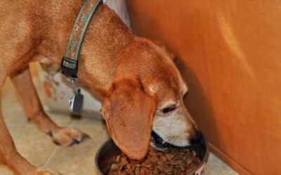 Dogs Can Detect Parkinson’s Disease by Smell Years Before Symptoms Appear, With Up to 98% Accuracy, a New Study Finds