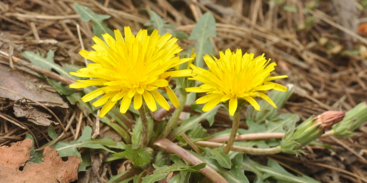 Research Shows Dandelion Root Kills 90% of Colon Cancer Cells in Just 48 Hours