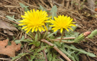 Research Shows Dandelion Root Kills 90% of Colon Cancer Cells in Just 48 Hours