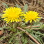 Research Shows Dandelion Root Kills 90% of Colon Cancer Cells in Just 48 Hours