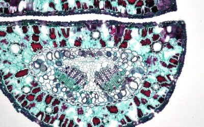 Scientists Uncover the Body’s “Mortality Timer” — A Breakthrough Discovery That Could Slow Aging and Extend Human Lifespan
