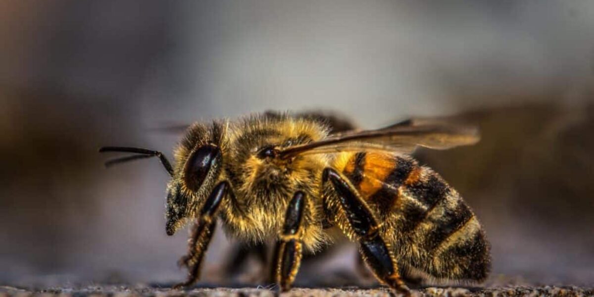 New Study Finds That Honeybee Venom Can Effectively Kill Aggressive Breast Cancer Cells