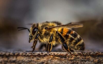 New Study Finds That Honeybee Venom Can Effectively Kill Aggressive Breast Cancer Cells