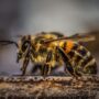 New Study Finds That Honeybee Venom Can Effectively Kill Aggressive Breast Cancer Cells