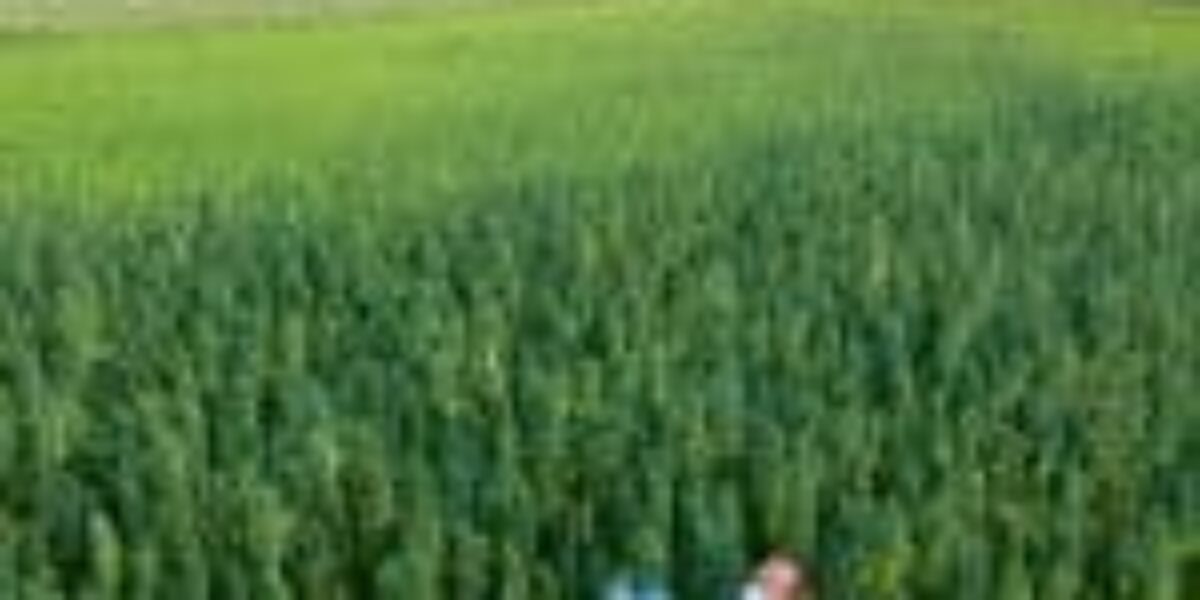 This Cannabis Compound Fights Deadly Fungal Infections More Effectively Than Current Drugs.