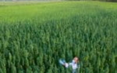 This Cannabis Compound Fights Deadly Fungal Infections More Effectively Than Current Drugs.