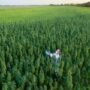 This Cannabis Compound Fights Deadly Fungal Infections More Effectively Than Current Drugs.