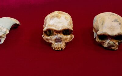 A New Kind of Human Has Officially Been Discovered