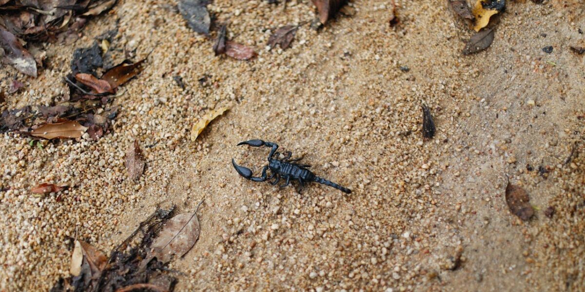 Scientists just found a breast cancer-killing molecule in scorpion venom