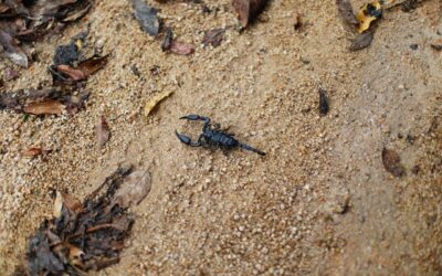 Scientists just found a breast cancer-killing molecule in scorpion venom