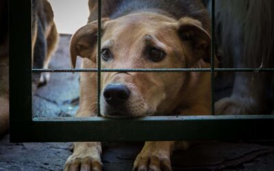 Florida Takes Aim At Cruel Puppy Mills To Protect Vulnerable Dogs