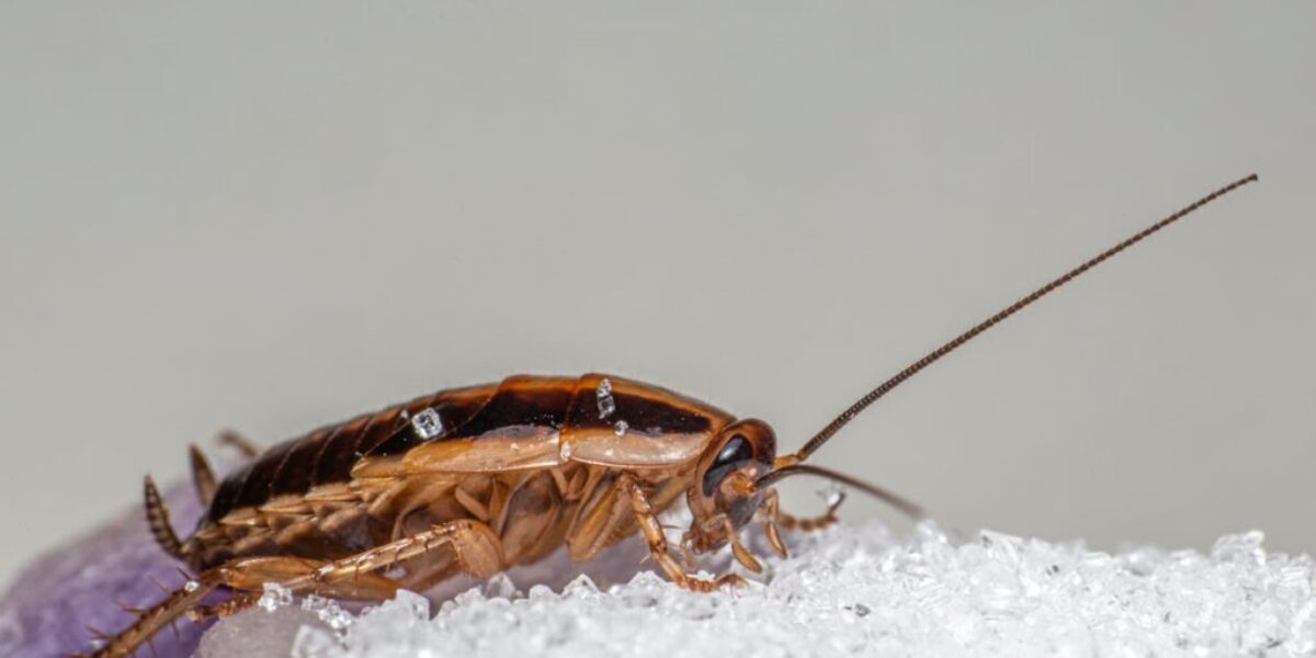 Cockroach Allergens Are Polluting Indoor Air and Raising Asthma Risk