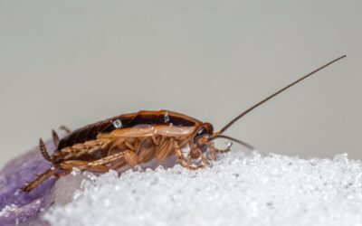 Cockroach Allergens Are Polluting Indoor Air and Raising Asthma Risk