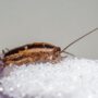 Cockroach Allergens Are Polluting Indoor Air and Raising Asthma Risk