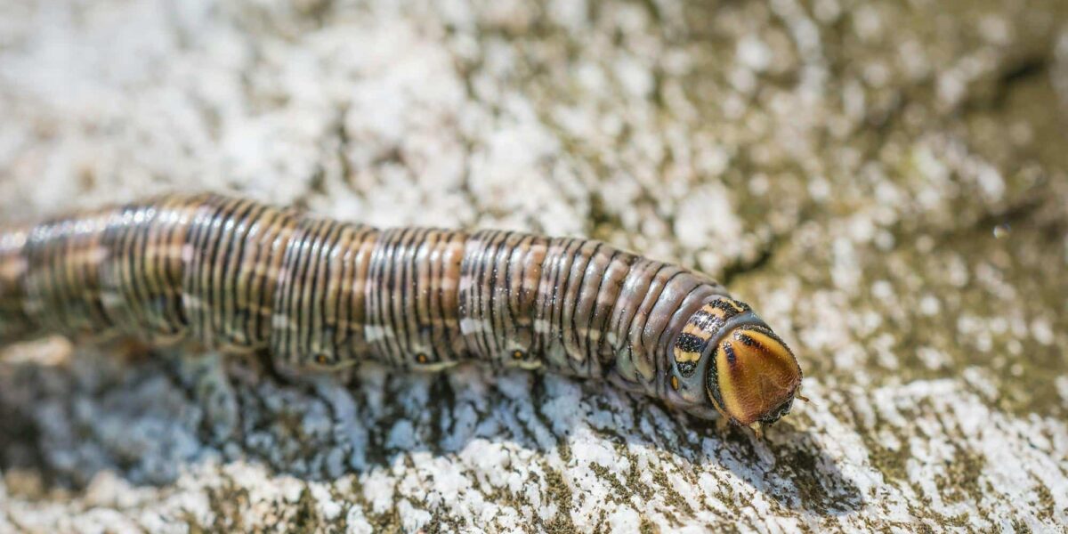 Toxic Hammerhead Worm Invades Texas Triggering Warnings Across the State