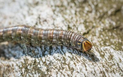 Toxic Hammerhead Worm Invades Texas Triggering Warnings Across the State