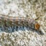Toxic Hammerhead Worm Invades Texas Triggering Warnings Across the State