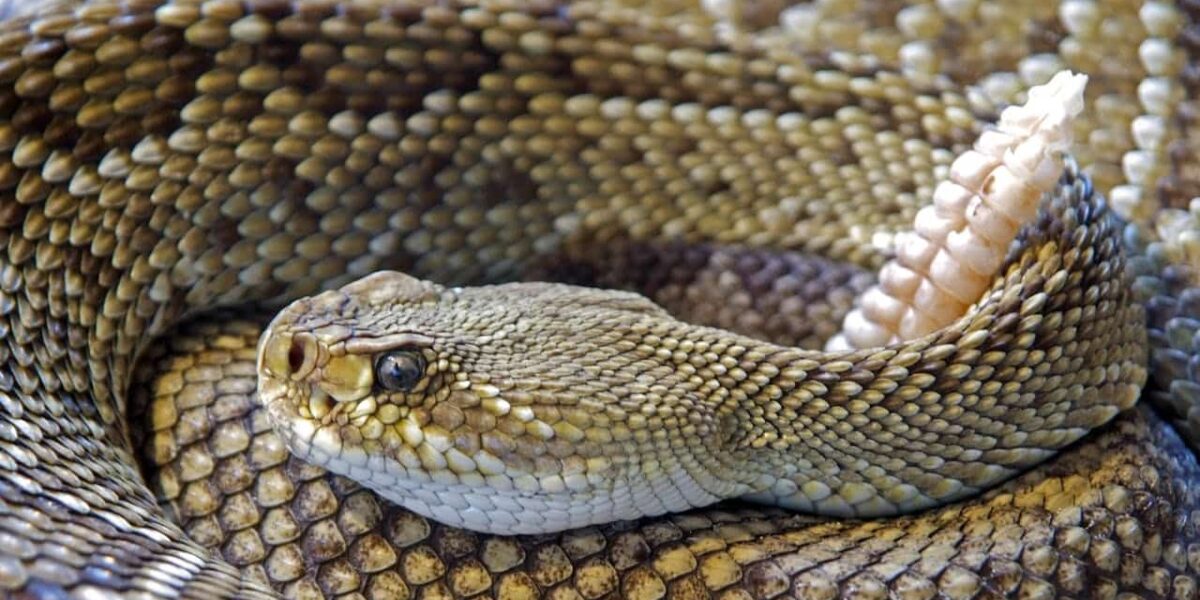 Man Cuts Off His Own Finger After Snake Bite, Only to Learn the Snake Was Not Deadly
