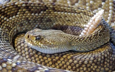 Man Cuts Off His Own Finger After Snake Bite, Only to Learn the Snake Was Not Deadly