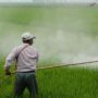 New Forever Chemical Pesticides Move Forward Under EPA Oversight