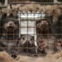 Germany Has Shut Down Fur Farms for Good, Ending Fashion Built on Animal Suffering