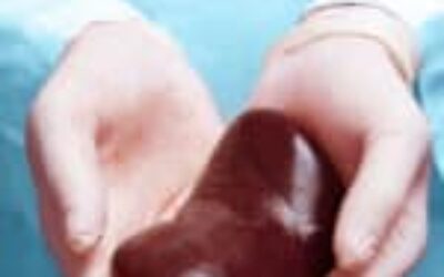 How Scientists Engineered a Single Kidney to Become Universally Compatible