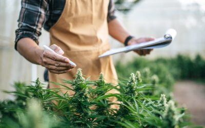 The Hidden Danger Rising Among Long Term Cannabis Users