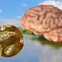 Brain Eating Amoeba Infections Are Increasing, Researchers Warn of Global Unpreparedness